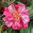 Babe Harrison Variegated